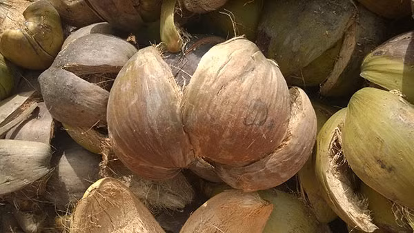 Vỏ dừa khô cũng là thứ mà bấy lâu nay chúng ta bỏ đi. Mấy năm nay, nó lại thành mặt hàng mang về nguồn thu không nhỏ cho người dân Bến Tre. Ảnh: Bentre