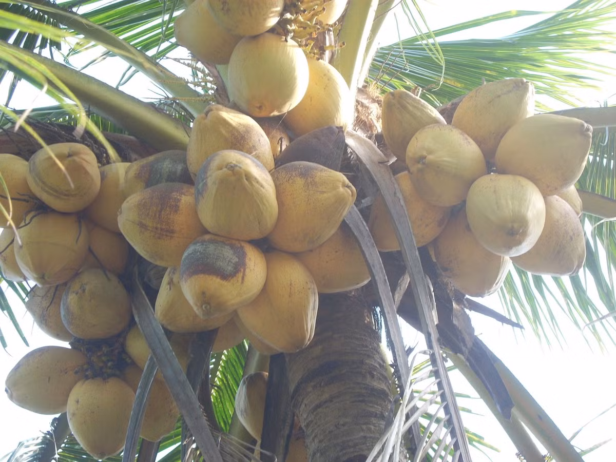 Không chỉ quả, giá cây giống dừa sáp nuôi cấy phôi cũng rất đắt khi được bán lên tới 900.000 đồng/cây. Trong khi đó, các giống dừa phổ thông chất lượng cao hiện nay bán chỉ 50.000 – 60.000 đồng/cây.