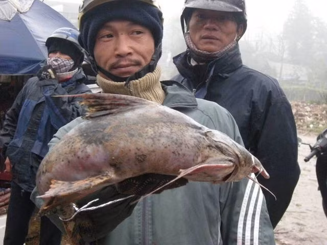 Cá chiên được bán với giá cao nhất (từ 300.000 - 600.000 đồng/kg) trong các loài cá sông ở thị trường thành phố Lào Cai. Tuy nhiên, những con to từ 5kg trở lên thì không dễ mua. Ảnh: Dân Việt