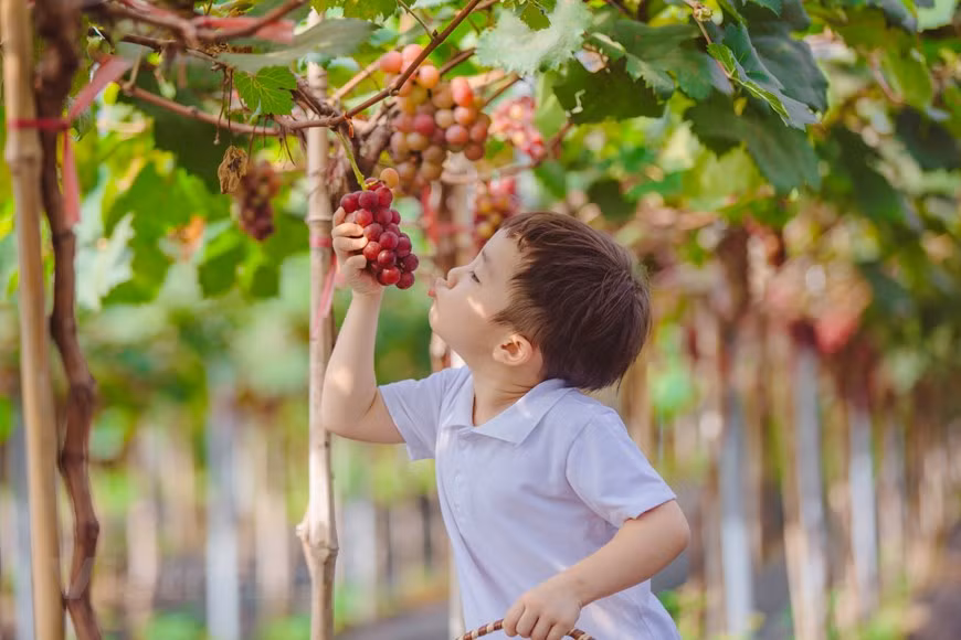Các bạn nhỏ cũng hào hứng thu hoạch từng chùm nho trĩu quả, chín mọng. Ảnh: Vietnam+