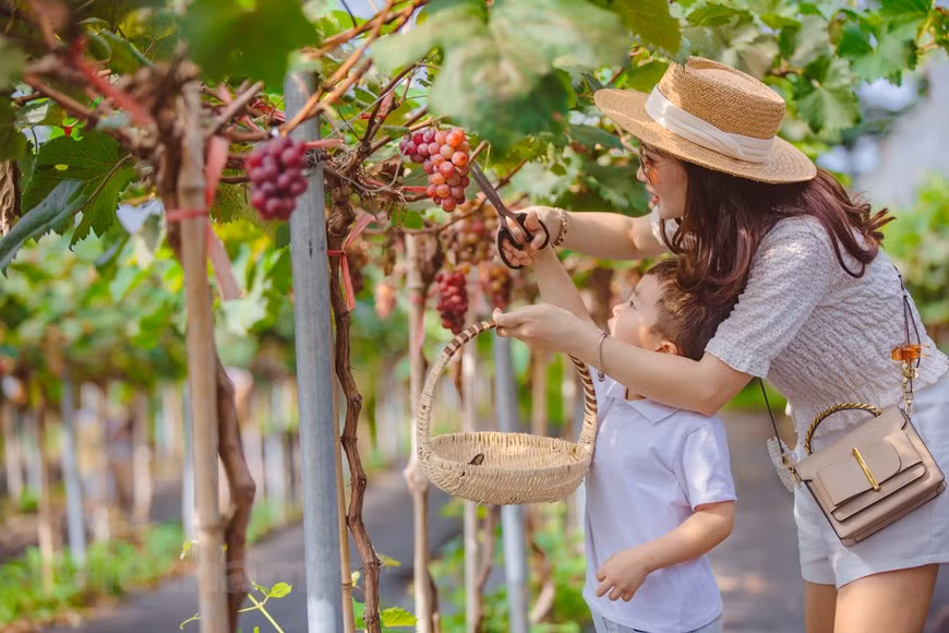 Hiện tại, vườn nho đang mở cửa miễn phí, du khách vào cổng không mất vé tham quan. Ảnh: Vietnam+