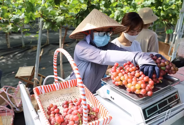 Sau khi hái, nho sẽ được cân trực tiếp với giá 200.000/kg. Ảnh: Tổ quốc