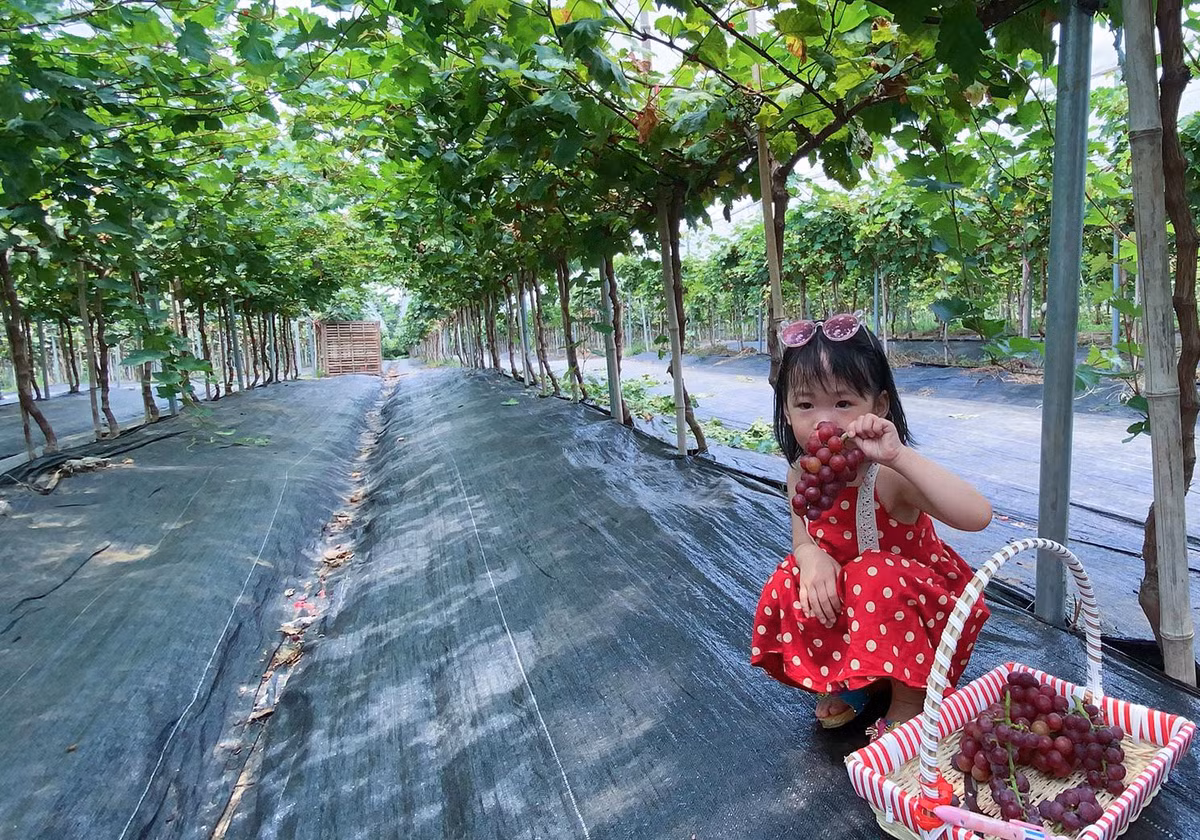 Du khách có thể tự tay hái nho chín mọng trên cây và chụp ảnh lưu niệm trong khu vườn. Ảnh: Tiền phong