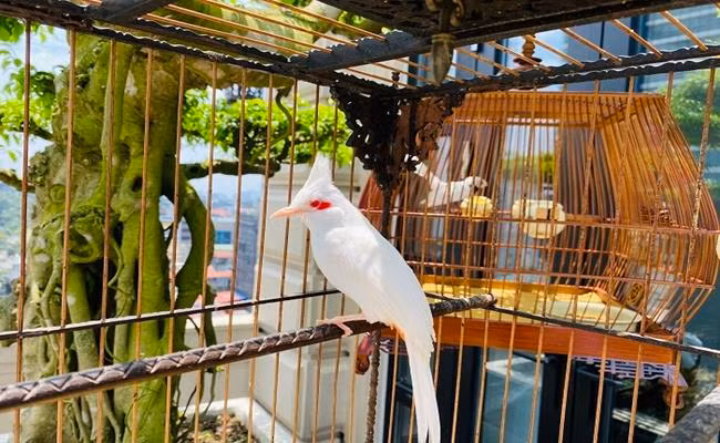 Đơn cử như chú chim chào mào bạch hội tụ đủ các yếu tố như mắt đỏ, chân hồng, mỏ hồng và giọng hót thánh thót… có giá hàng trăm triệu đồng/con. Ảnh: Dân Việt.