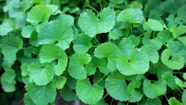 Rau má không cần chăm sóc nhiều nhưng vẫn có thể thu hoạch tốt. Mỗi lứa rau chỉ cần khoảng 22 -25 ngày là có thể thu hoạch. Ảnh: Dân Việt