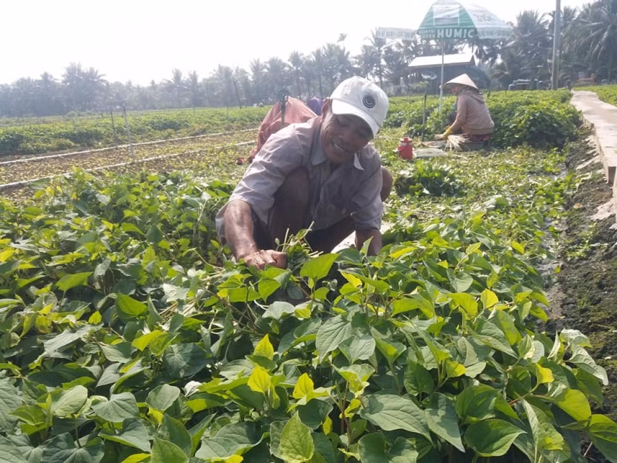 Tại xã Nhị Bình, huyện Châu Thành (Tiền Giang), rau diếp cá đã thay dần cho cây lúa hiệu quả kinh tế không cao. Mỗi năm, rau diếp cá cho thu hoạch từ 4-5 vụ, năng suất lên đến 20 tấn/năm. Ảnh: VOV
