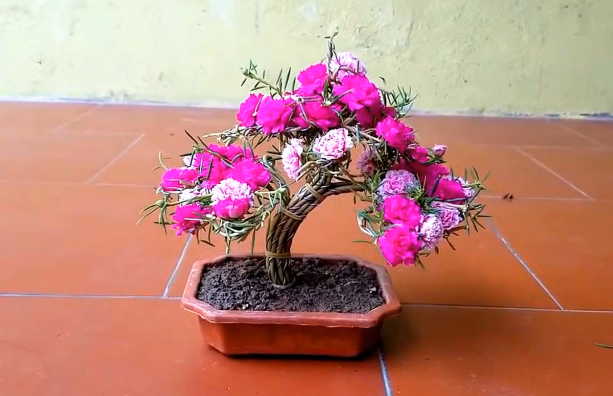 Là loại cây dễ trồng, hoa mười giờ được nhiều người chọn trồng để ngăn cỏ dại sinh trưởng. Tuy nhiên, giờ đây qua sự sáng tạo của con người hoa mười giờ được “biến tấu” trồng theo kiểu bonsai cực kỳ độc đáo. Ảnh: Baolongan.