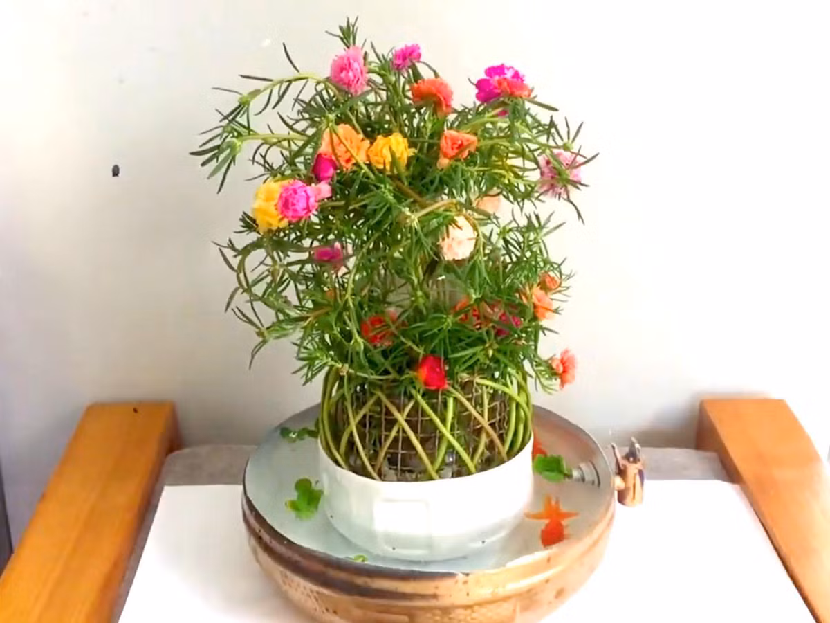 Những chậu hoa nhỏ xinh vừa dùng trang trí bàn làm việc, vừa làm đẹp không gian sống. Ảnh: Baolongan.