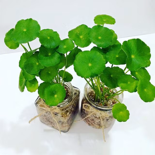 Vốn là loại rau dại mọc tràn lan ở bờ bụi, giờ đây rau má được các nghệ nhân đưa lên chậu làm cây cảnh. Ảnh: Internet