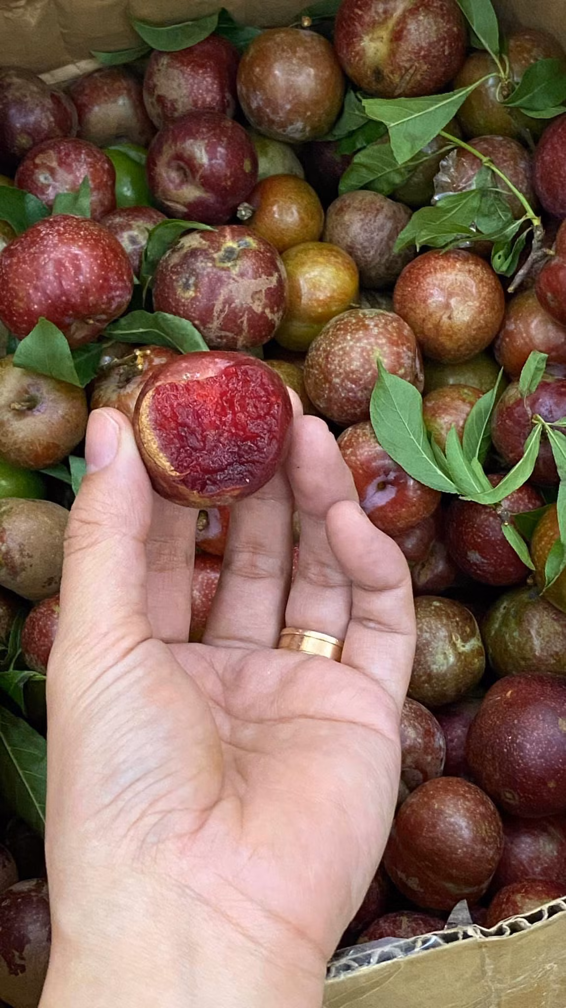 Chị Hải Yến (một tiểu thương bán hoa quả ở Hà Đông, Hà Nội) cho biết, mận đầu mùa thường đắt gấp nhiều lần so với mận chính vụ. Mận đầu mùa năm nay cũng phải quá đắt bởi có năm giá mận đầu mùa lên tới 300.000 đồng/kg. Ảnh: Facebook.