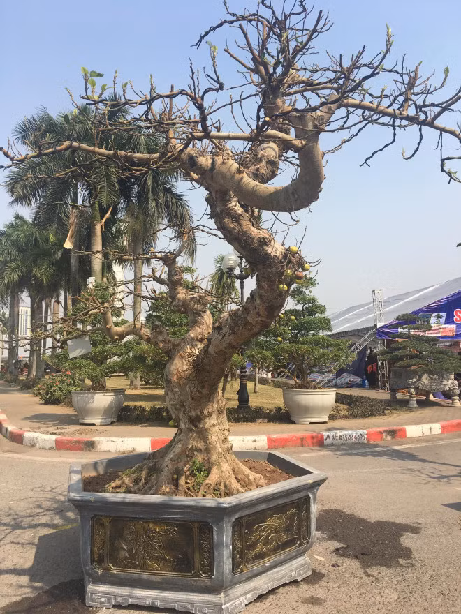 Nhiều cây sung cảnh thế lạ tại đây có tuổi từ vài chục năm cho đến hơn 100 năm tuổi. Ảnh: Người đưa tin.