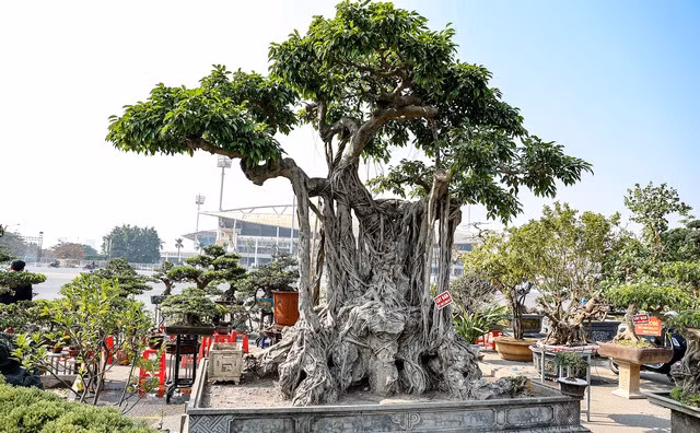 Cây sanh lớn tuổi đời hơn 50 năm, dáng ôm đá hiếm có thu hút sự chú ý của nhiều khách tham quan. Ảnh: Tổ quốc.