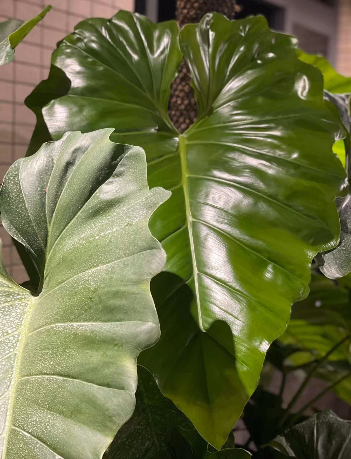 Sau một năm chăm sóc, đến nay thành quả của vợ chồng Khánh Thi - Phan Hiển là một khu vườn kiểng lá xanh mướt. Ảnh: Thoidaiplus