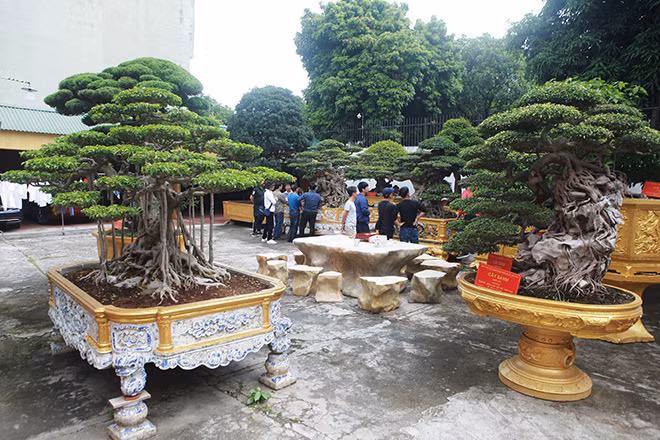 Bộ sưu tập cây cảnh tiền tỷ sánh ngang “báu vật” khiến bao người trầm trồ Bo suu tap cay canh tien ty sanh ngang “bau vat” khien bao nguoi tram tro