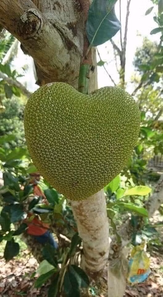 Mít hình trái tim cực kỳ dễ thương. Ảnh: @shumona13