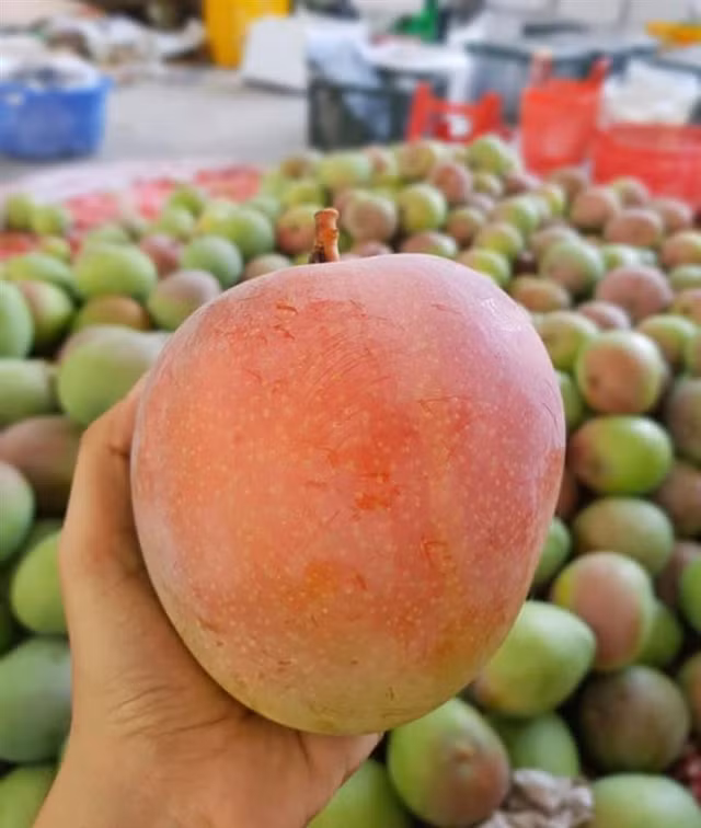 Vài năm trước, xoài Úc vỏ hồng đỏ, nặng 5-7 lạng, loại to có thể lên tới 1 kg/quả khiến không ít người tiêu dùng tò mò. Ảnh: Facebook.