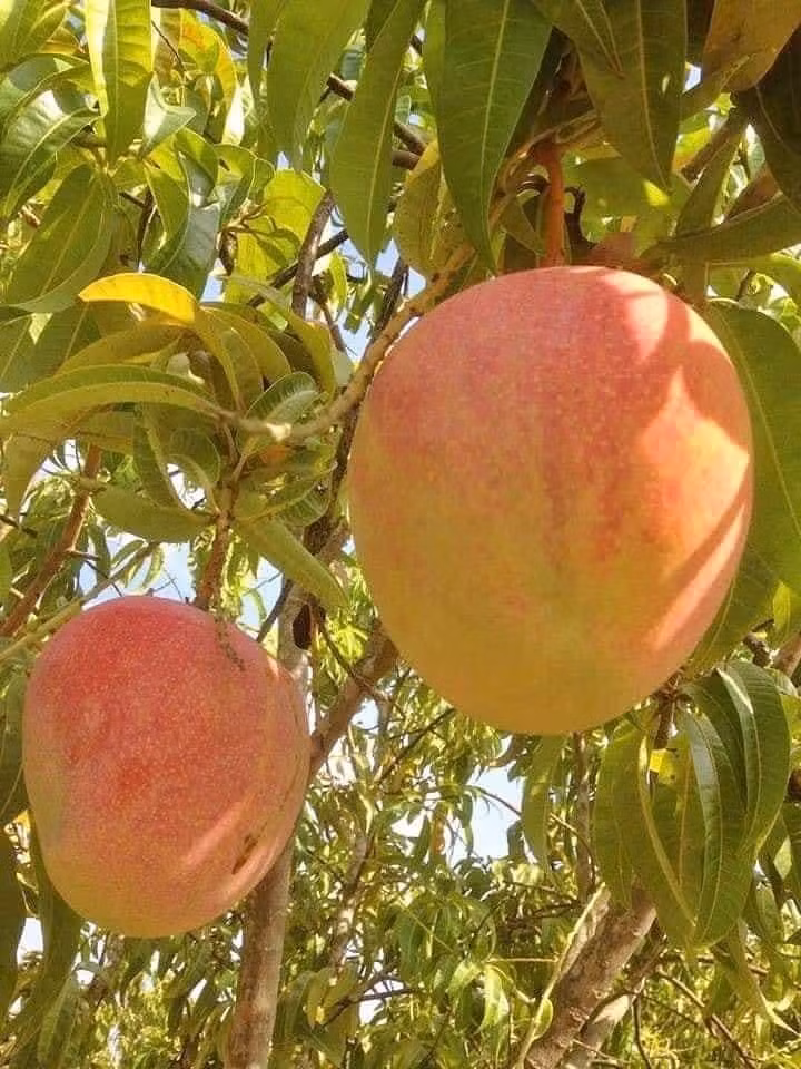 Loại xoài này có giá bán dao động ở mức 40.000-50.000 đồng/kg. Ảnh: Facebook.