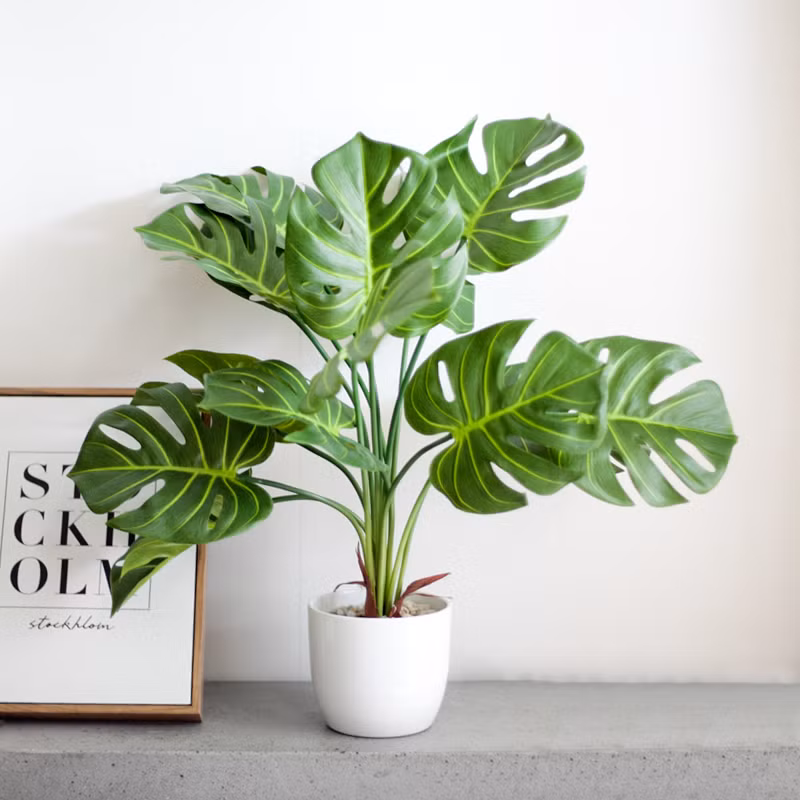 Theo giới chơi cây cảnh, monstera được định giá dựa theo các tiêu chí: Độ hiếm, khó nhân giống, kích thước và số lượng lá trên cây...Ảnh: Internet