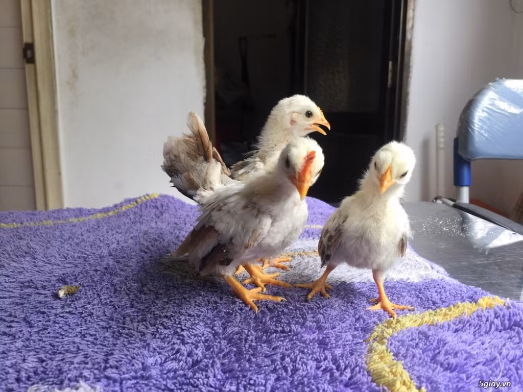 Gà Serama đắt như vậy một phần đến từ việc chăm sóc rất cầu kỳ, chuồng phải luôn sạch sẽ, thức ăn phải đủ chất. Ảnh: Dân Việt