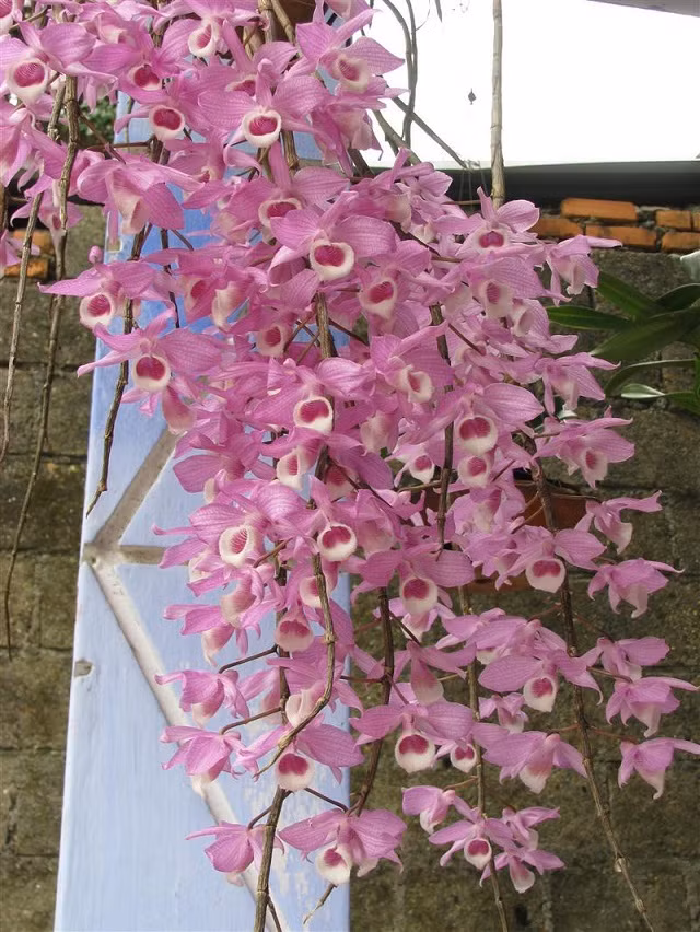 Mỗi giỏ lan giả hạc Pháp có giá từ 1 - 3 triệu đồng. Khách mua chủ yếu là người thu nhập cao ở Hà Nội và TP HCM. Ảnh: Internet.