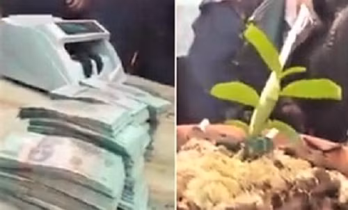 Xác minh vụ lan đột biến Hồng Bồng Lai được bán với giá 1,6 tỷ đồng Xac minh vu lan dot bien Hong Bong Lai duoc ban voi gia 1,6 ty dong