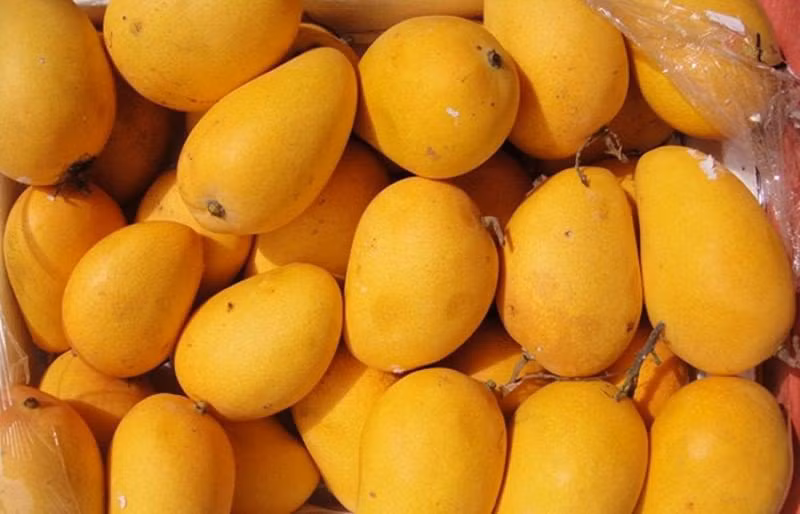 Xoài cũng là loại quả thường xuyên bị ngâm hóa chất. Xoài chín do thuốc kích thích thường chín không đều, quả không có mùi thơm, cuống bị rụng thâm đen. Ảnh: Internet