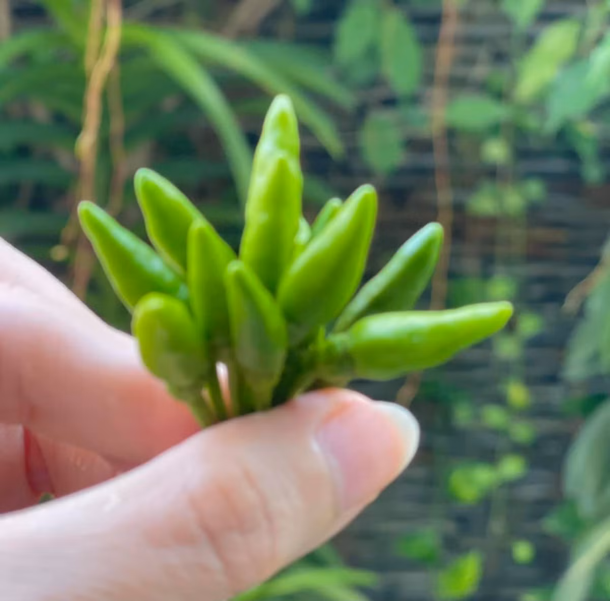 Ngay cả ớt cũng hái được cả nắm.