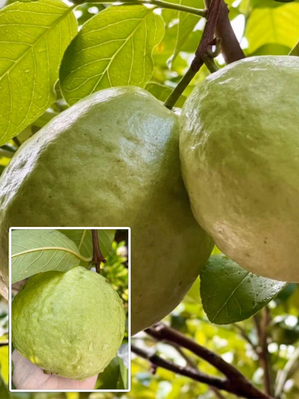 Mùa này, hoa quả chín ồ ạt, loại nào cũng có thể thu hoạch ngay.