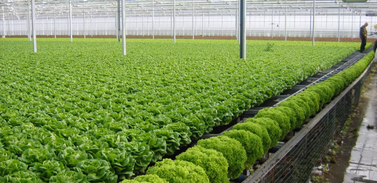 Thực phẩm từ nông trại đến gia đình không qua trung gian và mua số lượng lớn có thể được hưởng mức giá sỉ. Vì vậy, chi phí sẽ rẻ hơn đáng kể mua ở siêu thị.