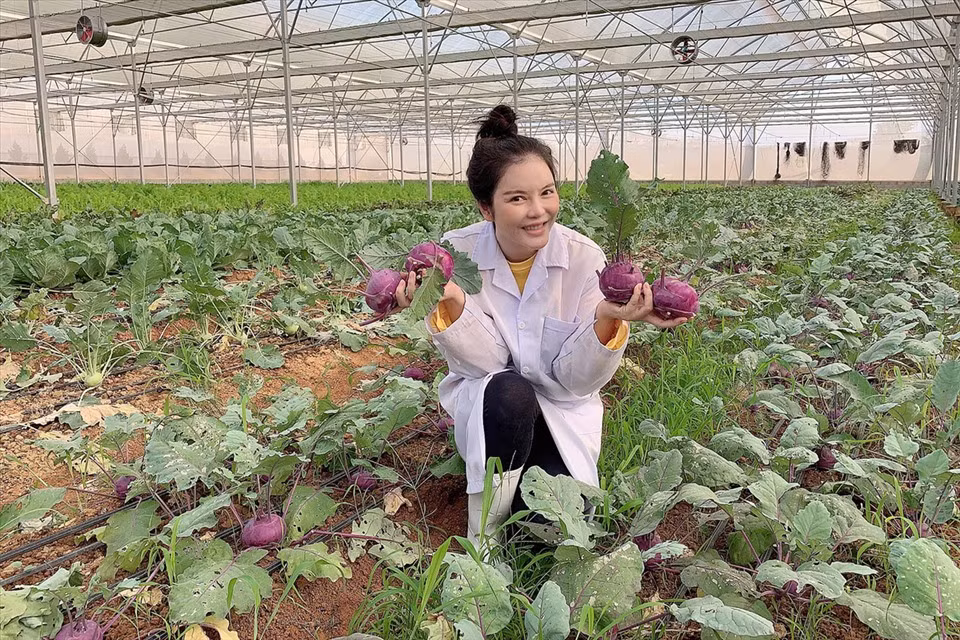 Su hào tím được Lý Nhã Kỳ hào hứng thu hoạch.