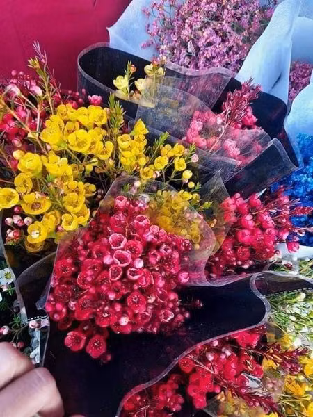Hoa thanh liễu đủ các loại màu sắc nhập từ Trung Quốc cũng bán rất chạy với mức không quá cao, khoảng 130.000-180.000 đồng/bó 5-7 cành.