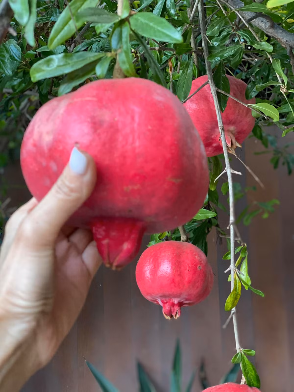 Những trái lựu chín đỏ giúp người đẹp cảm nhận không khí trung thu đang đến gần vì mỗi ngày được ngắm "đèn lồng đỏ" treo lơ lửng.