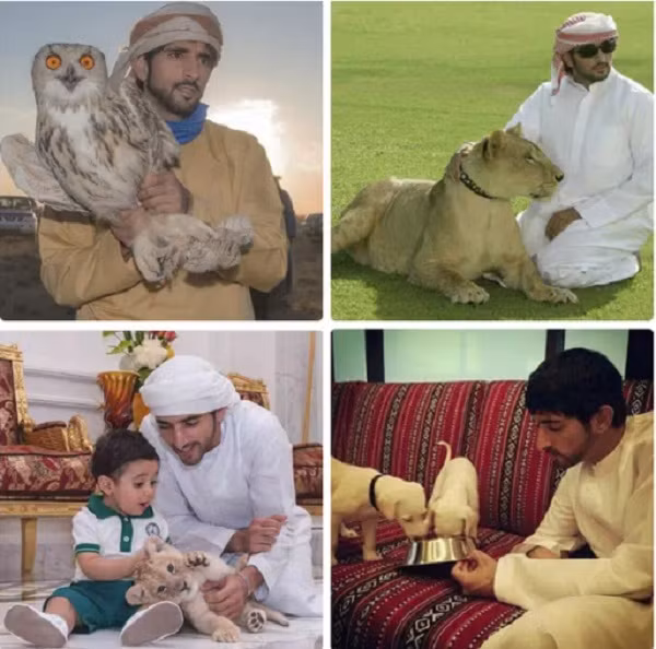 Thái tử Sheikh Hamdan, người thừa kế ngai vàng hoàng gia Dubai dẫn đầu trào lưu nuôi thú cưng hoang dã với bộ sưu tập hàng trăm động vật quý hiếm trên toàn thế giới: đại bàng, voi, chim ưng, sư tử, hổ trắng, báo gấm, lạc đà...