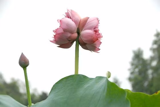 Trong số các loại hoa sen xuất hiện trên thị trường, sen tịnh đế là loại có giá đắt nhất. Nếu như một bông sen quan âm, sen bách diệp, sen hồng... giá chỉ 5.000-10.000 đồng thì những bông sen tịnh đế lại có giá lên tới 150.000-300.000 đồng/cành. Ảnh: Dân Việt