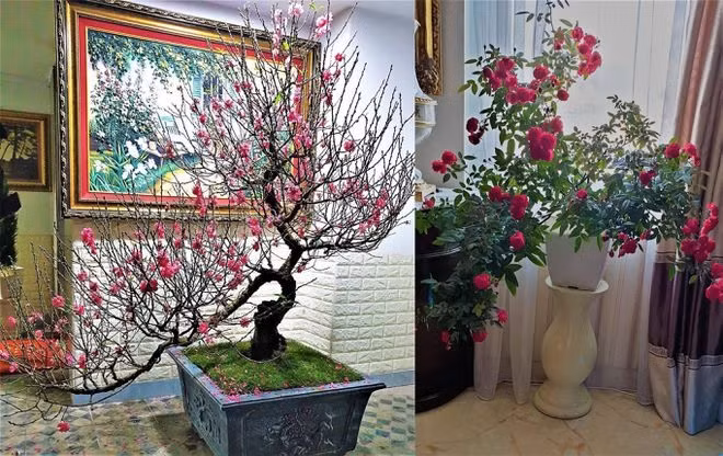Trong dịp Tết, ca sĩ Nathan Lee trang trí nhiều cây đào, hoa rực rỡ.