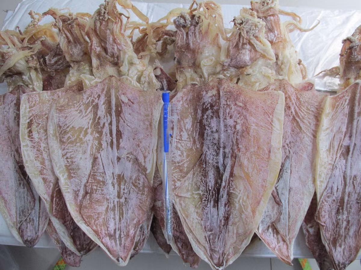 Tốt nhất nên chọn mực mới phơi. Loại này thường có độ ẩm nhất định, ngửi còn mùi nồng muối biển và thân mực ánh màu vàng sáng. Nguồn ảnh: Facebook
