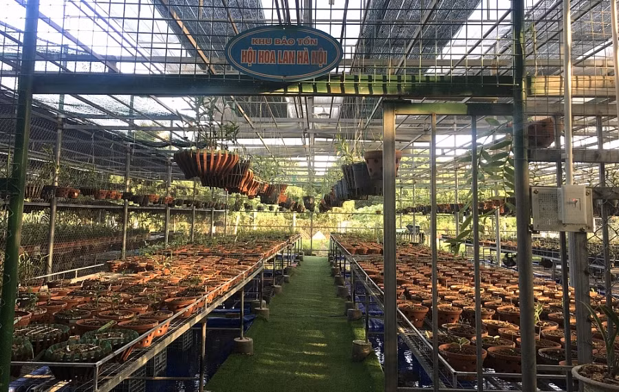 Kỳ công chăm sóc, anh Tấn chia vườn thành các khu riêng biệt, lắp ráp bằng khung sắt chắc chắn, tận dụng tối đa không gian thiết kế các giàn sắt thành nhiều lớp (từ thấp đến cao) để treo các giò phong lan trồng trong chậu và trồng trên giá thể. Ảnh: Lao động thủ đô.