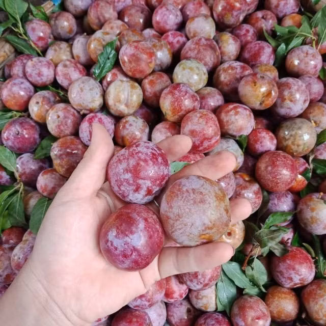 Mận hậu là đặc sản nổi tiếng của vùng Tây Bắc. Chúng được trồng ở nhiều khu vực khác nhau nhưng ngon nhất là khu vực Sơn La. Ảnh: Internet