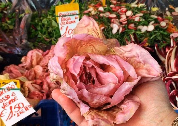 Rau diếp hồng có giá bán lên tới 20 USD/kg (hơn 450.000 đồng), gấp 10 - 20 lần So với rau diếp thông thường.