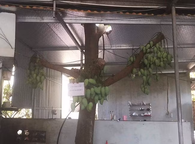 Cây xoài "mắn đẻ" này được dân tình chia sẻ khắp nơi vì vẻ độc đáo. Ảnh: Facebook