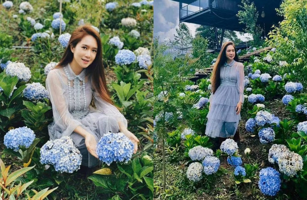 Lý Hải còn thiết kế riêng một khu vườn trồng hoa cẩm tú cầu - loại hoa mà Minh Hà rất thích. Ảnh: FBNV
