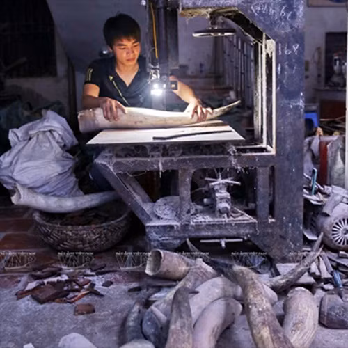 Sừng trâu bò được người dân làng nghề Thụy Ứng thu gom từ các nơi làm nguyên liệu sản xuất đồ mỹ nghệ. Ảnh: Vinanet
