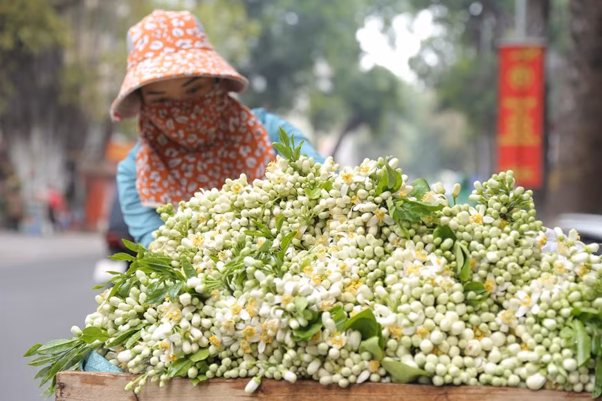 Hoa bưởi cũng được nhiều chị em đặt mua để cúng Rằm Tháng Giêng hay cắm lọ, ướp trà. Ảnh: Hoàng Hiếu/TTXVN