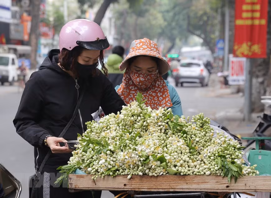Hoa bưởi thơm ngát được bán với giá từ 120.000 - 350.000 đồng/kg, thậm chí có nơi bán tới 400.000 đồng/kg. Ảnh: Hoàng Hiếu/TTXVN