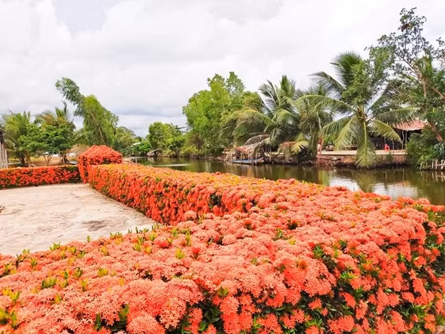 Sau mỗi đợt nở hoa ông chăm sóc, cây lại lên nụ khoảng 2 tháng sẽ cho đợt hoa tiếp theo. Ảnh: Dân Việt.