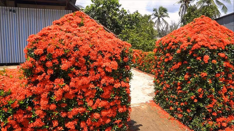 Để có hàng rào đẹp như thế này, ông Ẩn phải bỏ công chăm sóc cắt tỉa và bí quyết riêng để dàn hoa luôn nở đẹp, đều. Ảnh: Lao động