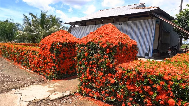 Giữa cánh rừng tràm bạt ngàn nổi tiếng của vùng Miệt Thứ Kiên Giang, ngôi nhà cấp 4 của ông Trương Văn Ẩn thu hút sự chú ý của nhiều người bởi hàng rào nở hoa đẹp mắt. Ảnh: Lao động.