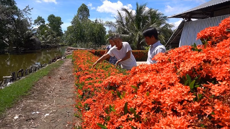 Hoa bông trang còn gọi là hoa mẫu đơn đỏ tượng trưng cho sự phú quý, giàu sang và mang đến thịnh vượng cho gia chủ. Ảnh: Lao động.