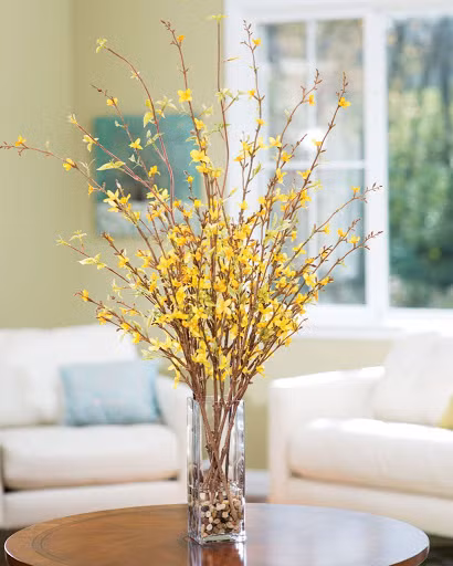 Tuy nhiên, giá mai Mỹ khá cao, khoảng 270.000 - 350.000/cành. Một lọ phải cắm ít nhất từ 8 cành trở lên.