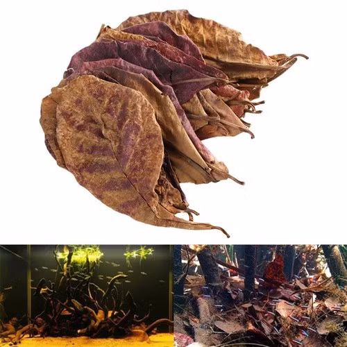 Lá bàng khô được dân chơi cá cảnh tìm mua bởi chúng giúp diệt kí sinh trùng, một số loại vi khuẩn gây bệnh cho động vật thủy sản. Ảnh: Internet